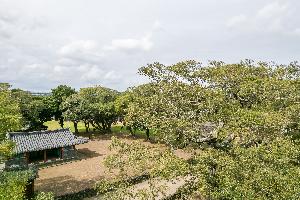 제주 성읍리 느티나무 및 팽나무 군(濟州 城邑里 느티나무 및 팽나무 群) 썸네일